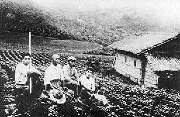 Imigrantes japoneses em sua lavoura de batata.